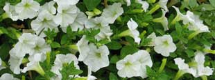 Petunias