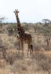 Reticulated giraffe