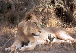 Lion relaxing in the Kenyan sun