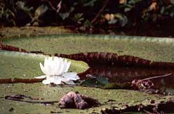 Amazon water lily