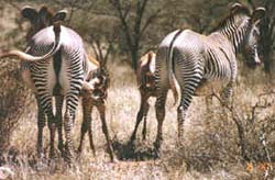 Two zebra mothers with their young